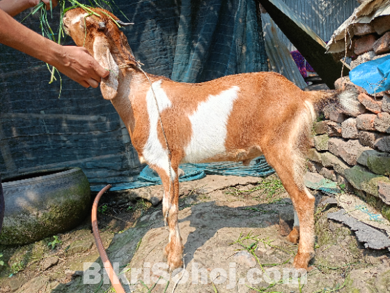 ১ টি কুরবানি উপোযগি খাসি।